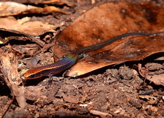 Iphisa elegans