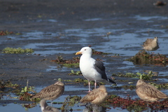 Larus occidentalis