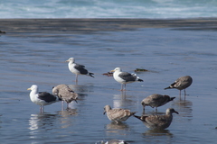 Larus occidentalis