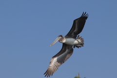 Pelecanus occidentalis californicus