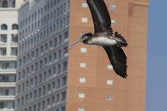 Pelecanus occidentalis californicus