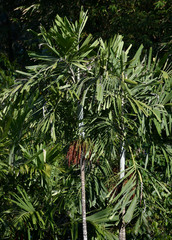 Hydriastele wendlandiana