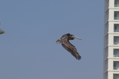 Pelecanus occidentalis californicus