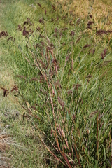 Echinochloa oryzoides