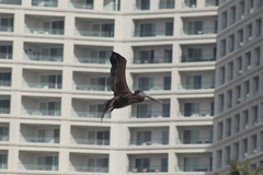 Pelecanus occidentalis californicus