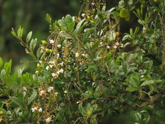 Duranta mutisii