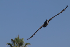 Pelecanus occidentalis californicus