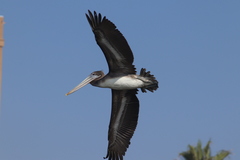 Pelecanus occidentalis californicus