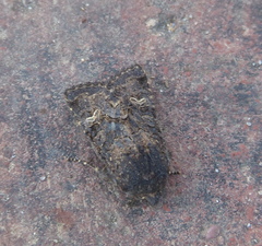 Aporophyla chioleuca