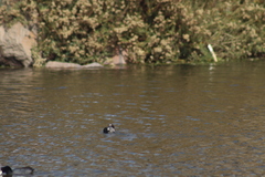 Podiceps nigricollis