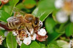 Apis mellifera
