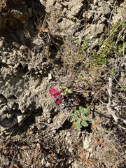 Eriogonum grande rubescens