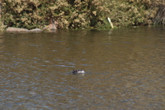 Podiceps nigricollis