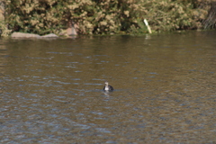 Podiceps nigricollis