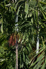 Hydriastele wendlandiana