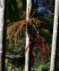 Hydriastele wendlandiana