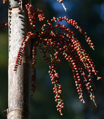 Hydriastele wendlandiana