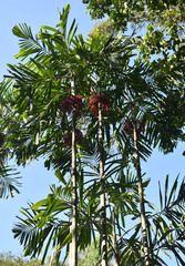 Hydriastele wendlandiana