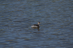 Podiceps nigricollis