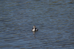 Podiceps nigricollis