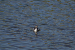 Podiceps nigricollis