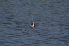 Podiceps nigricollis