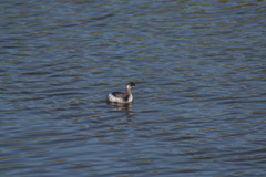 Podiceps nigricollis