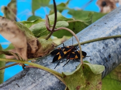 Oncopeltus fasciatus