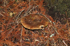 Tricholoma pessundatum