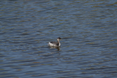 Podiceps nigricollis