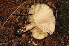 Tricholoma pessundatum