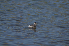 Podiceps nigricollis