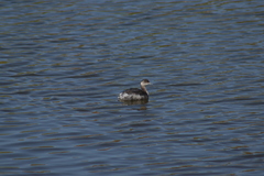 Podiceps nigricollis