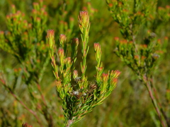Leucadendron