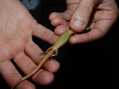 Arthrosaura versteegii