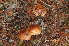 Tricholoma pessundatum