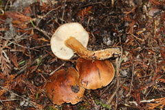 Tricholoma pessundatum