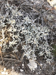 Helichrysum cylindriflorum