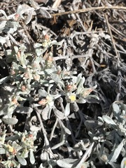 Helichrysum cylindriflorum