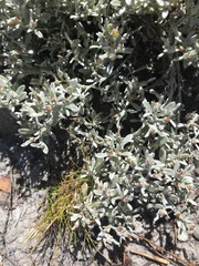 Helichrysum cylindriflorum