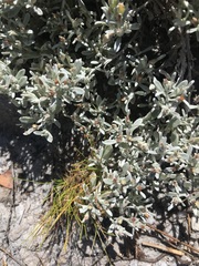 Helichrysum cylindriflorum