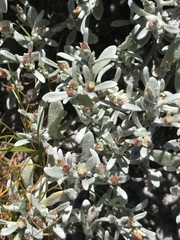 Helichrysum cylindriflorum