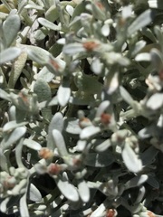 Helichrysum cylindriflorum