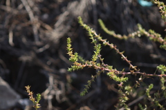 Salsola