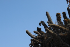 Bergerocactus emoryi