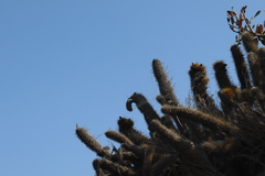 Bergerocactus emoryi