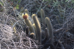 Bergerocactus emoryi