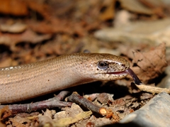 Italian Slow Worm photo 2