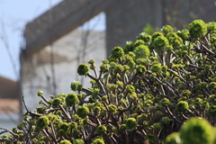 Aeonium arboreum