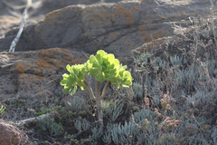 Aeonium arboreum